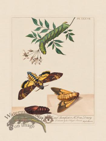 Moses Harris Insects 37